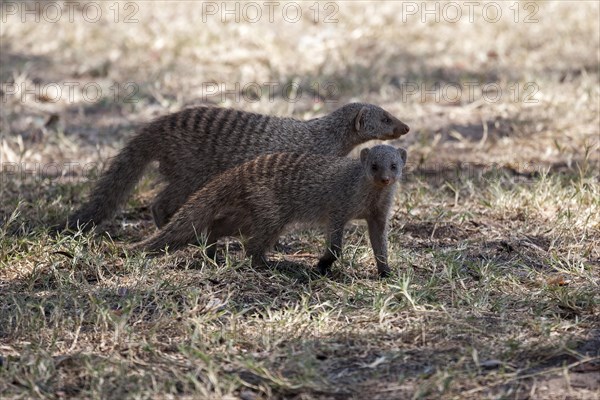 Banded mongoose (Mungos mungo)