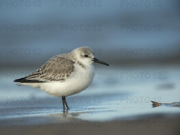 Sanderling (Calidris alba)