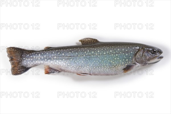 Char (Salvelinus)