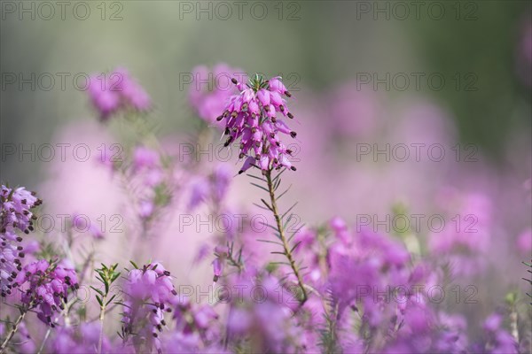 Blooming spring heath (Erica carnea)