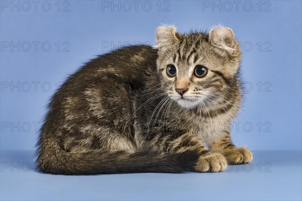 Breedcat American Curl (Felis silvestris catus)