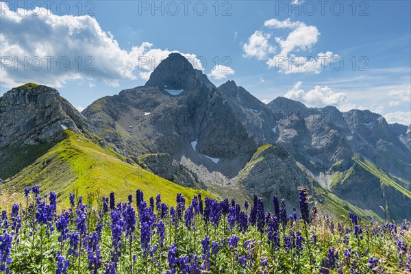 Monkshood (Aconitum napellus)