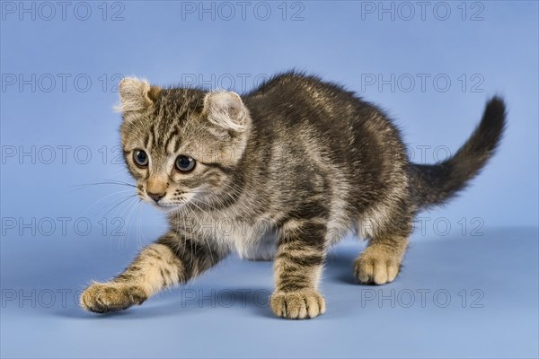 Breedcat American Curl (Felis silvestris catus)