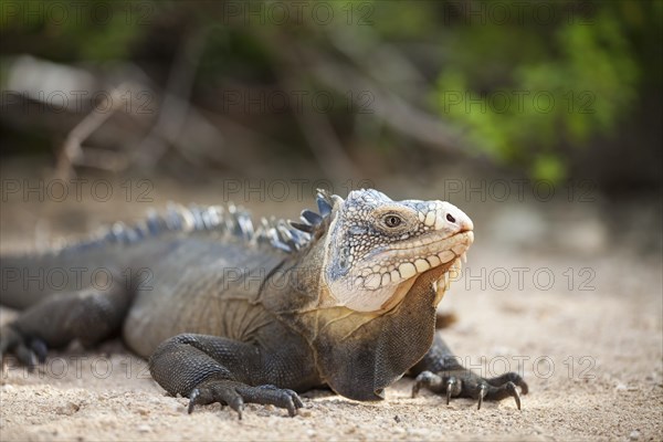 West Indian Iguana (Iguana delicatissima)