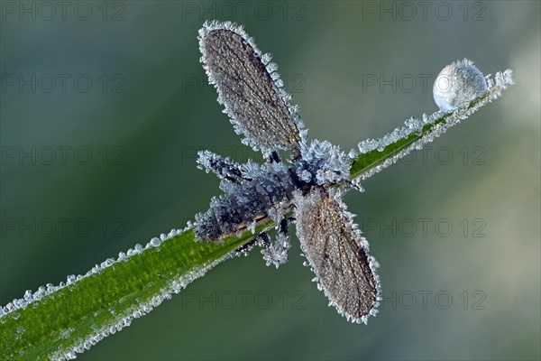 March Fly or St Mark's Fly (Bibio)