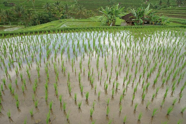 Rice terraces