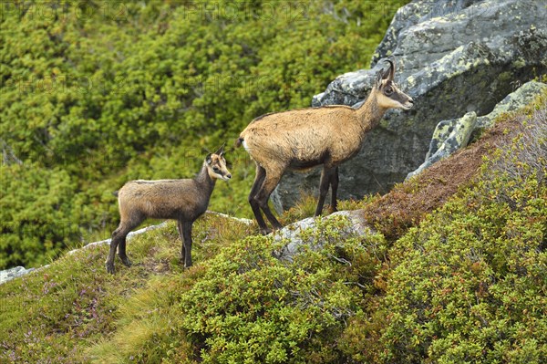 Chamois (Rupicapra rupicapra)