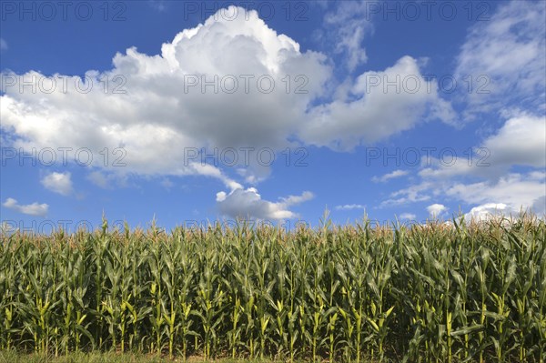Cornfield (Zea mays subsp. mays) with cloudy sky