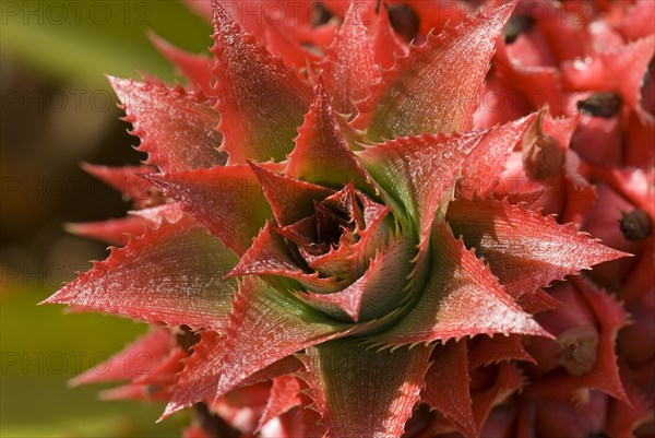 Pineapple flower (Ananas comosus)