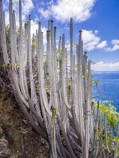 Canary Island Spurge (Euphorbia canariensis)