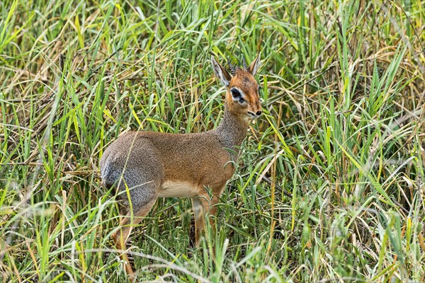 Kirk's Dik-dik (Madoqua kirkii)