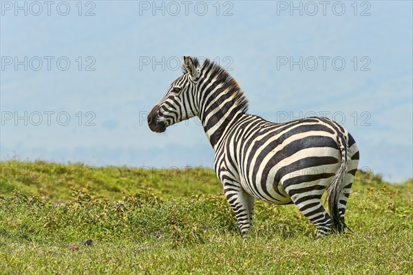 Zebra (Equus quagga)