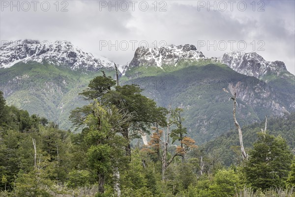 Snow-covered mountains and a cold rain forest