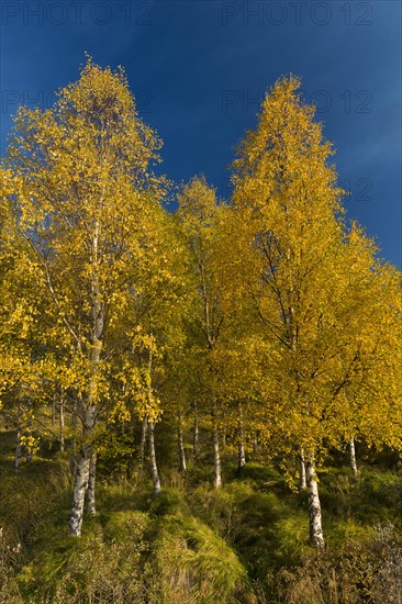 Autumnally coloured birch trees (Betula pendula)