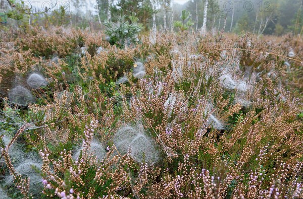 Dome-shaped webs a Sheet Weavers or Money Spiders (Linyphiidae) in between Heather plants (Calluna vulgaris)