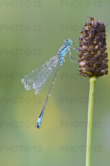 Blue-tailed Damselfly (Ischnura elegans)