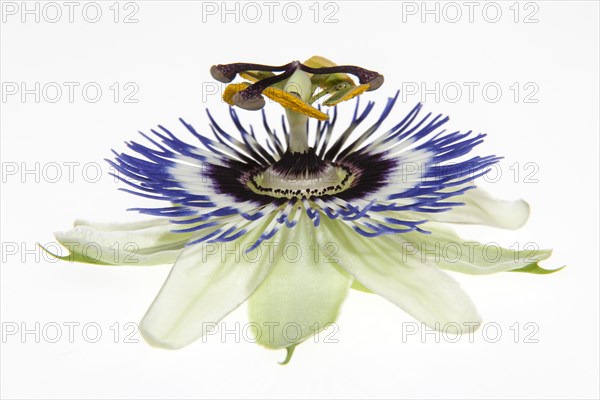 Passion Flower (Passiflora)