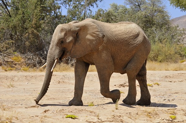 Young bull of the rare Namibian Desert Elephant (Loxodonta africana)