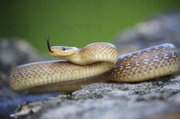 Aesculapian Snake (Zamenis longissimus)