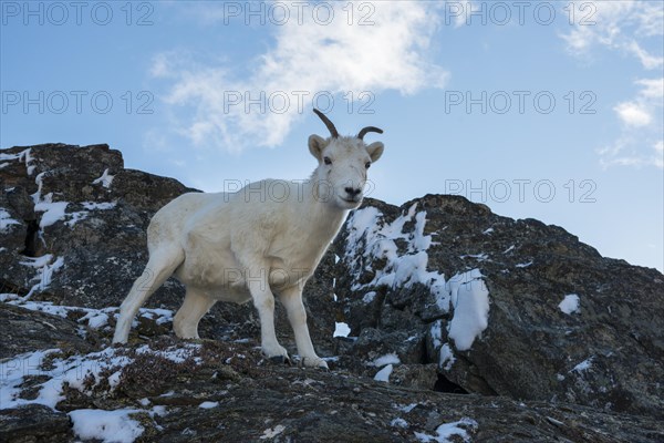 Dall Sheep (Ovis dalli)