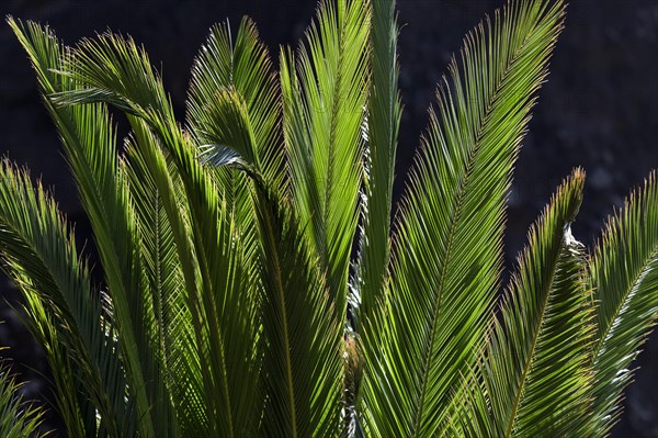 Canary Island Date Palm (Phoenix canariensis)