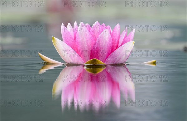 Water lily (Nymphaea)