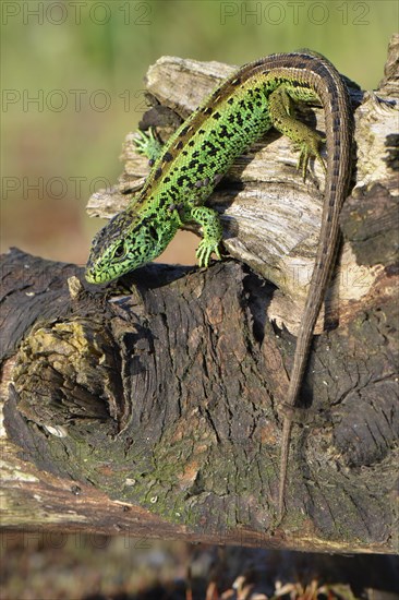 Sand lizard (Lacerta agilis)