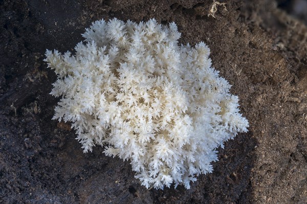 Coral tooth fungus (Hericium coralloides) on rotting beech trunk