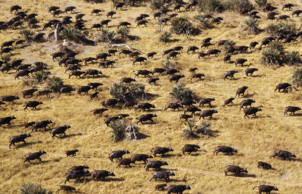 Cape Buffaloes (Syncerus caffer caffer)