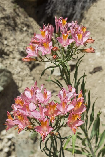 Peruvian lily (Alstroemeria presliana)