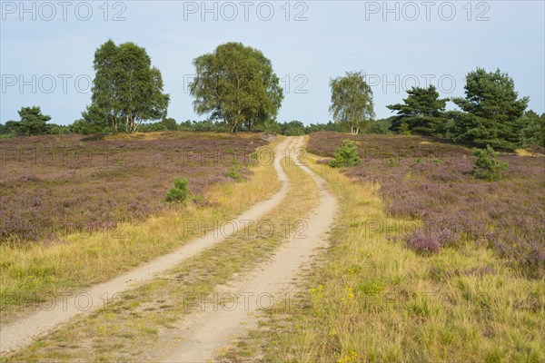 Path through the heathland