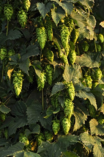 Hop plants (Humulus lupulus)