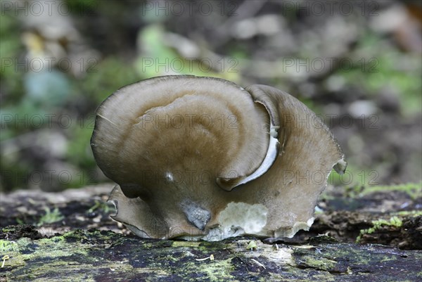 Oyster Mushroom (Pleurotus ostreatus)