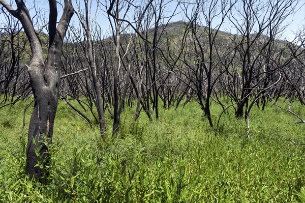 Charred shrubs in green vegetation