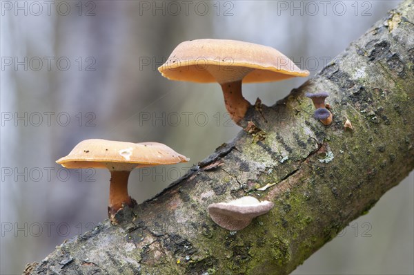 Winter Polypore (Polyporus brumalis)