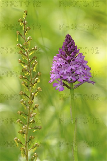 Twayblade (Listera ovata syn Neottia ovata) and a Pyramid Orchid (Anacamptis pyramidalis)