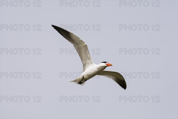 Caspian Tern (Hydroprogne caspia) flying