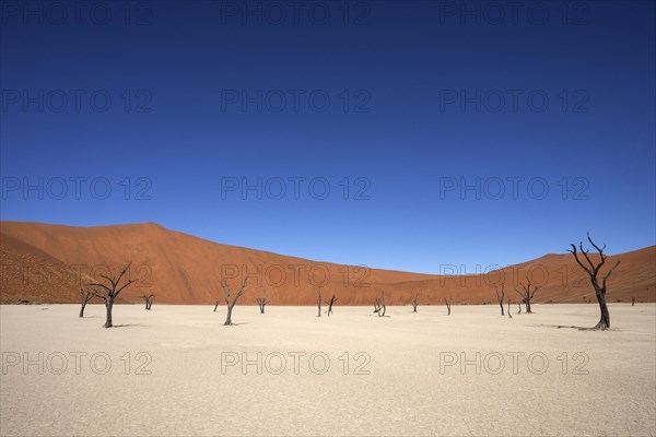 Dead Camel thorn trees (Vachellia erioloba)