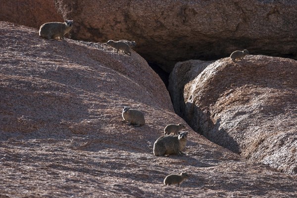 Rock hyrax (Procavia capensis)