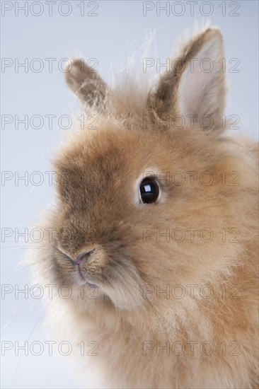 Dwarf rabbit (Oryctolagus cuniculus forma domestica)