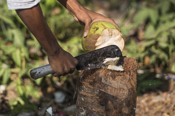 Coconut being opened with a machete