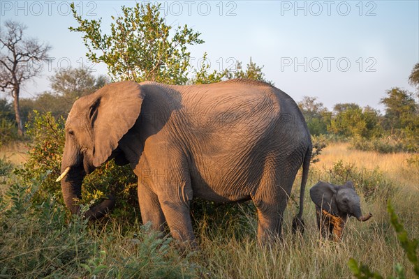 African elephants (Loxodonta africana)