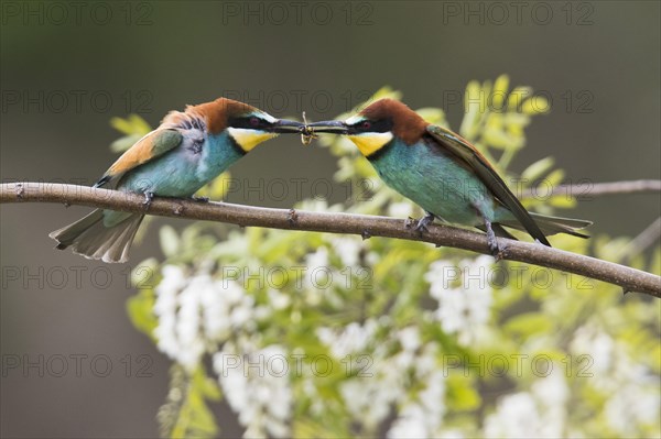 Bee-eaters (Apis mellifera)