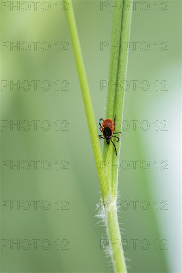 Female tick