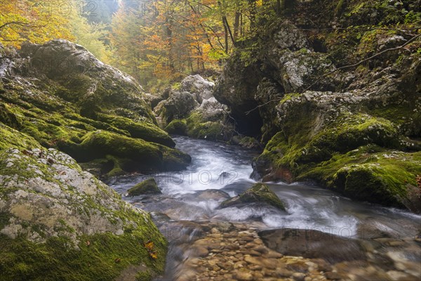 Mountain Mostnica stream flows through a narrow gorge