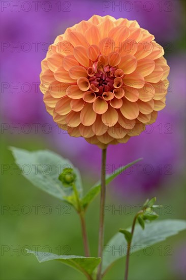 Pompon Dahlia (Dahlia)