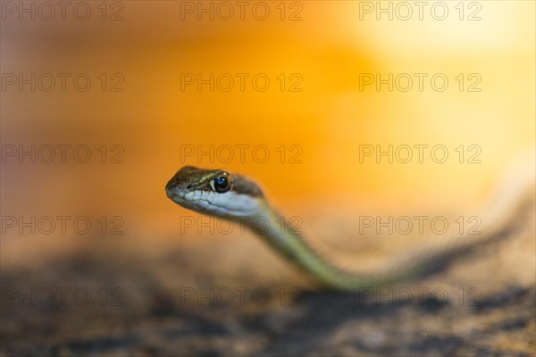 Namib-whip snake (Psammophis namibensis)