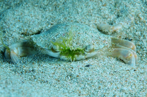 Swimming Crab (Macropipus holsatus)