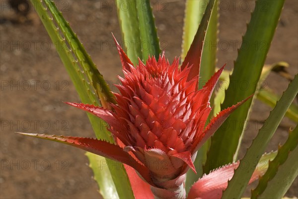 Pineapple flower (Ananas comosus)