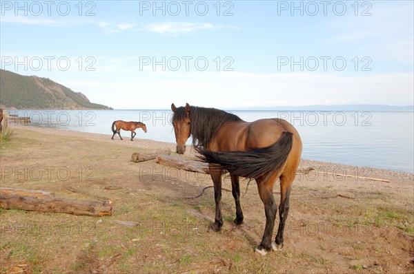 Horses in front of Lake Baikal